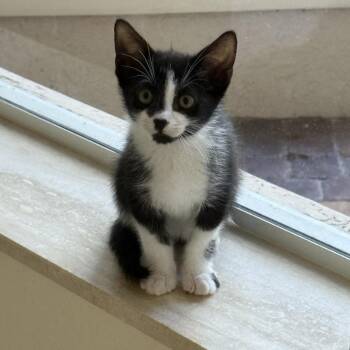 Grover -  Domestic Short Hair Cat for Adoption in West Palm Beach, Florida - Grover | PetCurious
