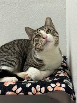 Domestic Short Hair Cats Available for Adoption in Sugar Land, Texas - MR. PLANTER | PetCurious