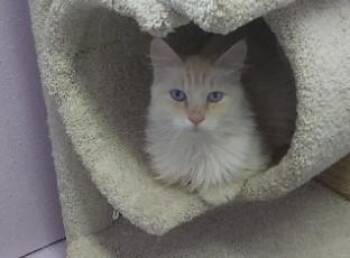 Marvin -  Domestic Medium Hair Cat for Adoption in Libby, Montana - Marvin | PetCurious