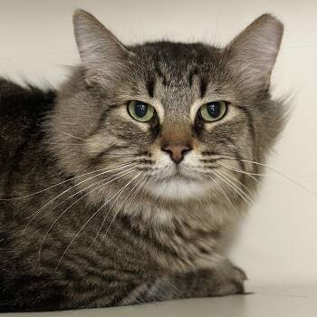 Domestic Long Hair Cats Available for Adoption - Bruce | PetCurious