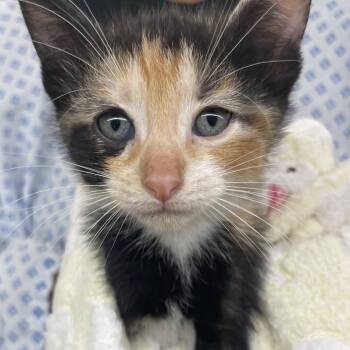 Rowena -  Domestic Short Hair Cat for Adoption in West Palm Beach, Florida - Rowena | PetCurious