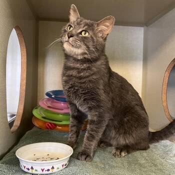 Sir Chunks -  Domestic Short Hair Cat for Adoption in Glenwood Springs, Colorado - Sir Chunks | PetCurious