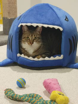 Rescue Domestic Short Hair Cats for Adoption in Walled Lake, Michigan - Shirley | PetCurious