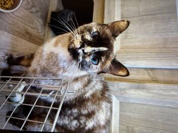 Rescue Siamese Cats for Adoption in New Orleans, Louisiana - Saphirina | PetCurious