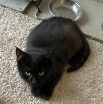 Rescue Domestic Short Hair Cats for Adoption in Lititz, Pennsylvania - Smokey | PetCurious