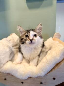 Millie and Wally -  Domestic Long Hair Cat for Adoption in Bellmawr, New Jersey - Millie And Wally | PetCurious