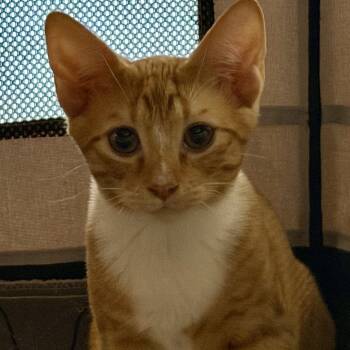 Tamarind -  Domestic Short Hair Cat for Adoption in New York, New York - Tamarind | PetCurious