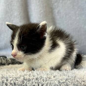 Rescue Domestic Short Hair Cats for Adoption in West Memphis, Arkansas - Fredrick | PetCurious