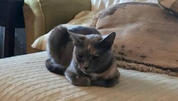 Rescue Dilute Calico Cats for Adoption - Honey | PetCurious
