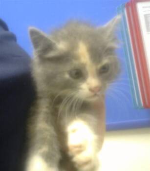 Domestic Short Hair Cats Available for Adoption in Albuquerque, New Mexico - ASH | PetCurious