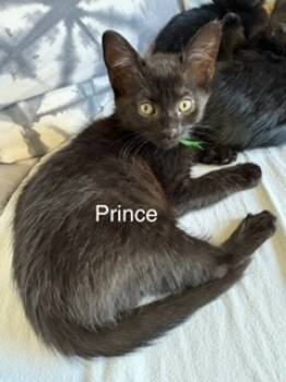 Rescue Domestic Short Hair Cats for Adoption in Bend, Oregon - Prince | PetCurious
