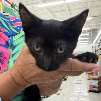 Howard -  Domestic Short Hair Cat for Adoption in Buffalo, New York - Howard | PetCurious