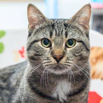 Callum -  Domestic Short Hair Cat for Adoption in Port Washington, New York - Callum | PetCurious
