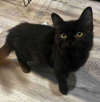 Domestic Short Hair Cats Available for Adoption - Phoenix | PetCurious
