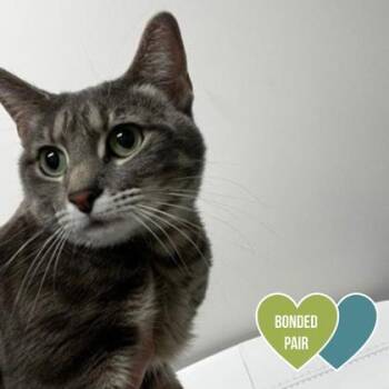 Sky Moon -  Domestic Short Hair and Siamese Cat for Adoption in Sacramento, California - Sky Moon | PetCurious