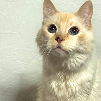 Rescue Siamese Cats for Adoption in Bountiful, Utah - Alfredo | PetCurious