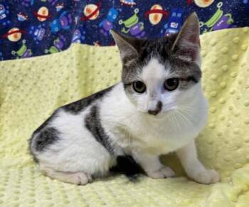 Rescue Domestic Short Hair Cats for Adoption in Waynesboro, Georgia - Fizz | PetCurious