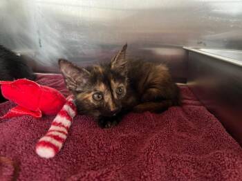 Narnia -  Domestic Short Hair Cat for Adoption in Murray, Kentucky - Narnia | PetCurious