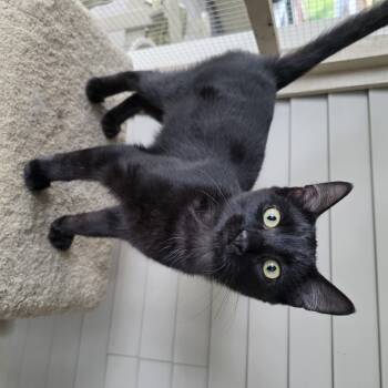 Coal -  Domestic Short Hair Cat for Adoption in Barrière, British Columbia - Coal | PetCurious