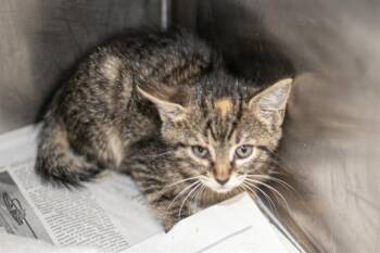 A1270687 -  Domestic Short Hair Cat for Adoption in Charlotte, North Carolina - A1270687 | PetCurious