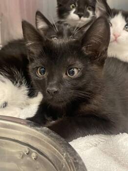 Robbie -  Domestic Short Hair Cat for Adoption in Roseville, California - Robbie | PetCurious