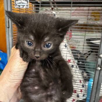 Rescue Domestic Short Hair Cats for Adoption in Vineland, New Jersey - Dahlia | PetCurious