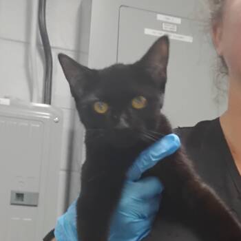 Domestic Short Hair Cats Available for Adoption in Summerville, South Carolina - Funky | PetCurious