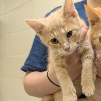Loki -  Domestic Short Hair Cat for Adoption in Potomac, Maryland - Loki | PetCurious