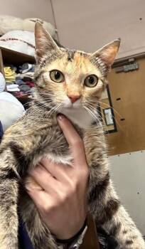 Miss Lulu -  Domestic Short Hair Cat for Adoption in Roseville, California - Miss Lulu | PetCurious