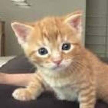 Tiny -  Domestic Short Hair Cat for Adoption in Cumming, Georgia - Tiny | PetCurious