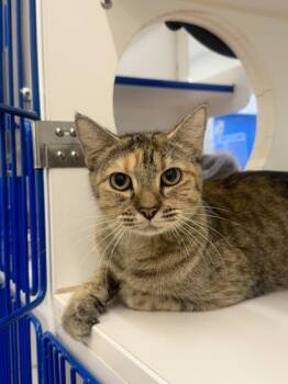 Irene -  Domestic Short Hair Cat for Adoption in Vero Beach, Florida - Irene | PetCurious