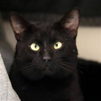 Ed -  Domestic Short Hair Cat for Adoption in Philadelphia, Pennsylvania - Ed | PetCurious