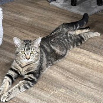 Rescue American Shorthair Cats for Adoption in Fort Kent, Maine - Oliver | PetCurious