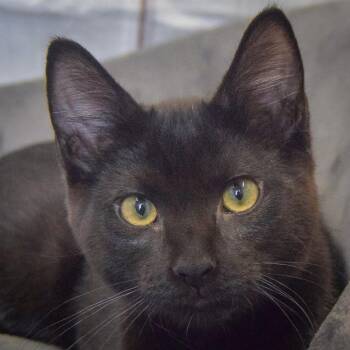 Loki -  Bombay and Domestic Short Hair Cat for Adoption in Huntley, Illinois - Loki | PetCurious