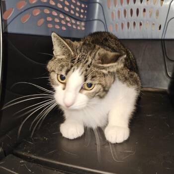 Chopsticks -  Domestic Short Hair Cat for Adoption in Cedar Rapids, Iowa - Chopsticks | PetCurious