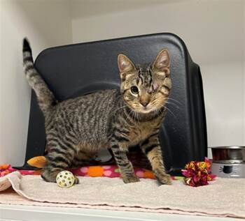 Rescue Domestic Short Hair Cats for Adoption in Ontario, California - TOAST | PetCurious