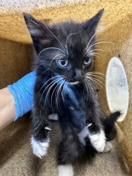 Strawberry -  Domestic Short Hair Cat for Adoption in Shreveport, Louisiana - Strawberry | PetCurious