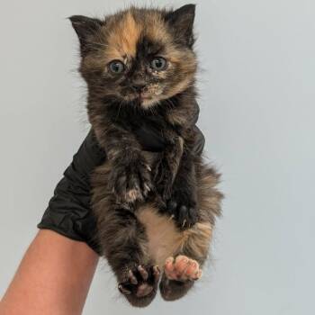 Flora -  Domestic Short Hair Cat for Adoption in Portage, Michigan - Flora | PetCurious