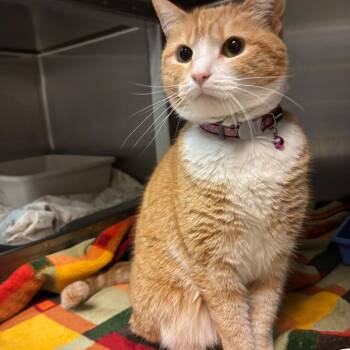 Kylie -  Domestic Short Hair Cat for Adoption in Hopewell, Virginia - Kylie | PetCurious
