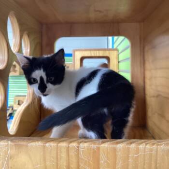 Moo Moo -  Domestic Short Hair Cat for Adoption in Montgomery, Alabama - Moo Moo | PetCurious