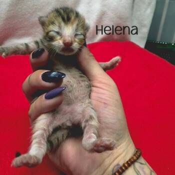 Helena -  Domestic Short Hair Cat for Adoption in Parkersburg, West Virginia - Helena | PetCurious