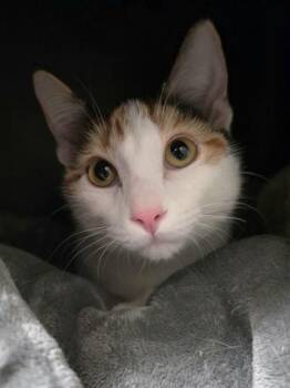 Calico Cats Available for Adoption - Honey - Playful Little Calico! | PetCurious