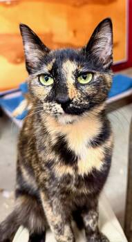 Domestic Short Hair and Tortoiseshell Cats Available for Adoption - Halo - SEE ME AT PETCO! | PetCurious