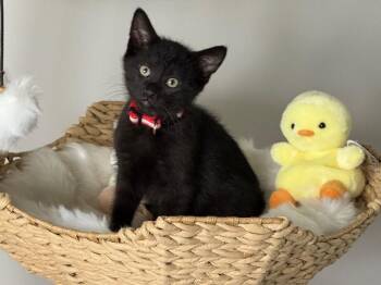 Stefan -  Domestic Short Hair Cat for Adoption in North Babylon, New York - Stefan | PetCurious
