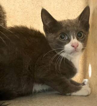 Yahtzee -  Domestic Short Hair Cat for Adoption - Yahtzee | PetCurious