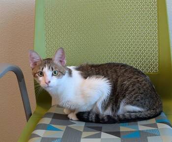 LEFT EYE -  Domestic Short Hair Cat for Adoption in Las Vegas, Nevada - LEFT EYE | PetCurious