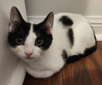 Trudy -  Domestic Short Hair Cat for Adoption in Hamilton, Ontario - Trudy | PetCurious