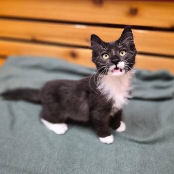 Valor -  Domestic Medium Hair Cat for Adoption in Woodstock, Illinois - Valor | PetCurious