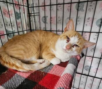 Domestic Short Hair Cats Available for Adoption in Wabash, Indiana - Socks | PetCurious
