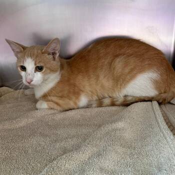Carrot Top -  Domestic Short Hair Cat for Adoption in Council Bluffs, Iowa - Carrot Top | PetCurious